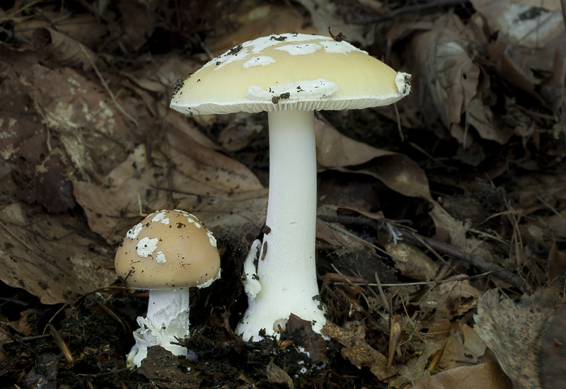 Amanita gemmata